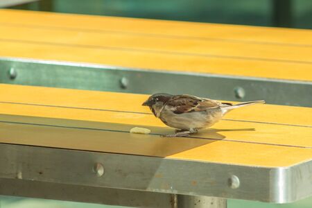Russian Sparrow on the McDonald's street table.の写真素材