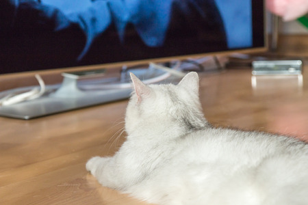 Beautiful white fluffy British cat with green eyes lies on the parquet floor and watches a large TV.の写真素材