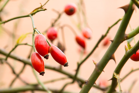 Autumn branch of an orange hips on a blurred background of a bush close macro.の写真素材