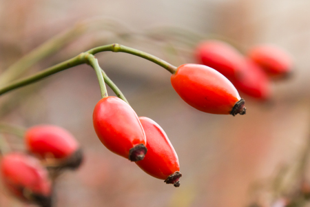 Autumn branch of an orange hips on a blurred background of a bush close.の写真素材