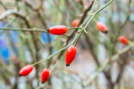 Autumn branch of an orange hips on a blurred background of a bush close macro.の写真素材