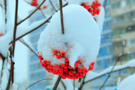 Snow cap on bunch of berries of orange mountain ash on the background of cityscape close macro.の写真素材