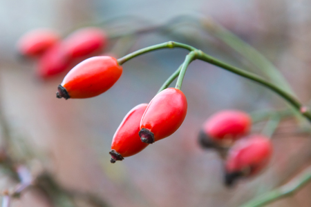 Autumn branch of an orange hips on a blurred background of a bush close macro.の写真素材