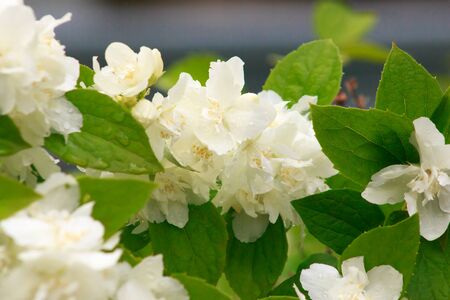 White flowers of terry jasmine with droplets of dew on petals and leaves background closeの写真素材