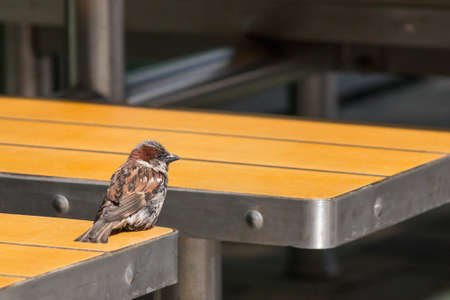 A disheveled sparrow on an orange table in the dining roomの写真素材