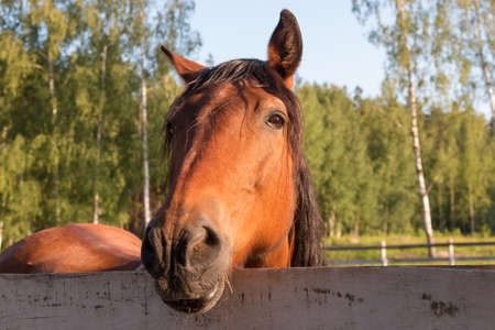 Nested red orange horse head close to the background of treesの写真素材