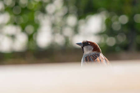 The city sparrow peeps out from behind the shelter, the head is closeの写真素材