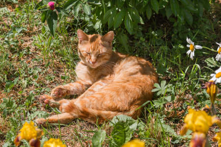 Ginger cat hides in the shade of bushes and flowers from the scorching hot sunの写真素材