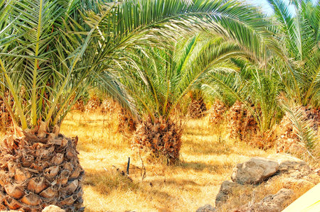 pineapple trees in the tropics, a pineapple plantationの写真素材
