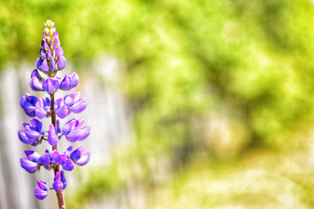 Lavender stretching to the sunの写真素材