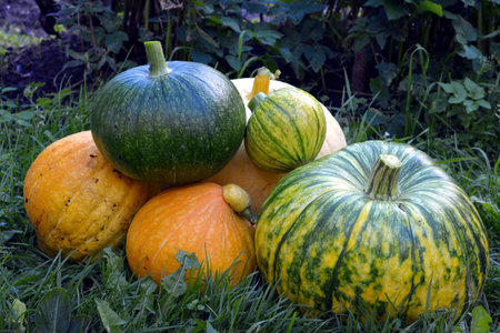general plan of pumpkins collected in a heap