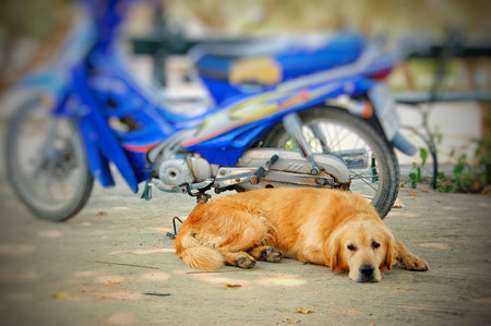 beautiful labrador next to the blue motorcycleの写真素材