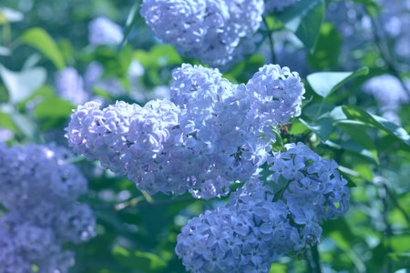 a branch of lilac green background, macro close-up.