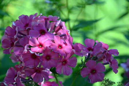 purple flowers in the rays of light on a background of green grass.の写真素材