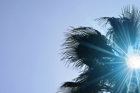 the top of a palm tree under the blue sun.の写真素材