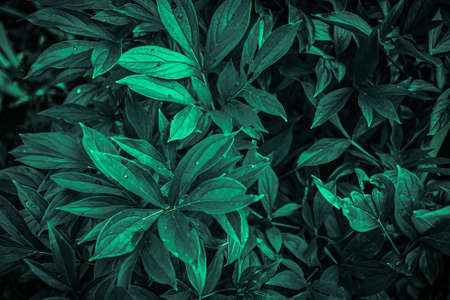 texture of green plant stems in the gardenの写真素材