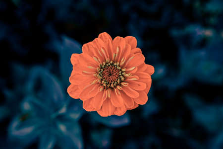 orange flowers on blue plant backgroundの写真素材
