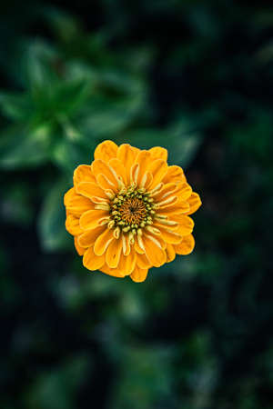 orange flowers on green plant backgroundの写真素材