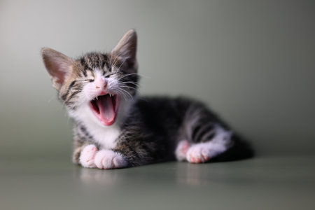 Ocicat kitten shows teeth on a gray backgroundの写真素材