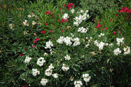 red and white flowers on a green bushの写真素材