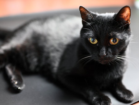 A black cat with green eyes looks forwardの写真素材