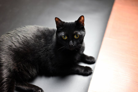 A black cat with green eyes looks forwardの写真素材
