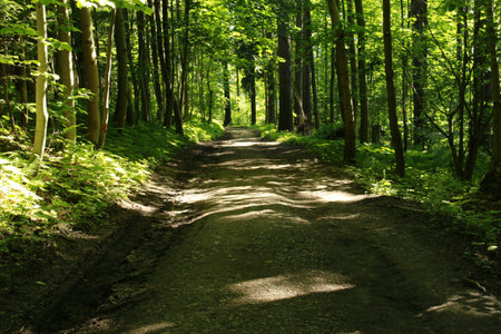 rural road into the forest