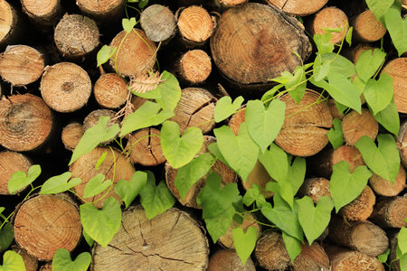 part of wood