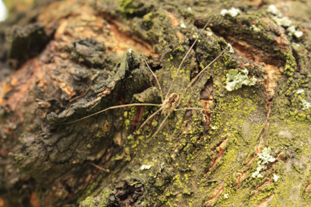 tree in landscape