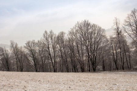 Beautiful winter landscape with snow covered treesの写真素材