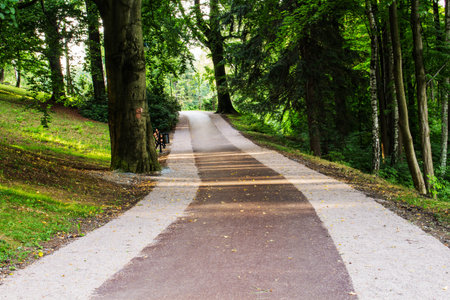 beautiful path in green forest in summer