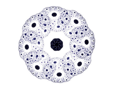 Abstract fractal patterns and shapes. Fractal texture for prints.