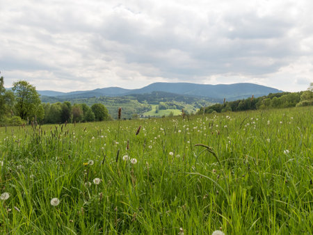 landscape with green meadows in mountains