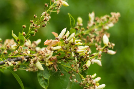 Young sprouts growing on tree