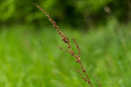 brown flower on green background