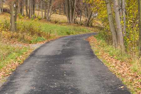 Forest road going through pine forest
