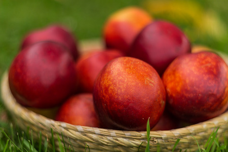 Fresh juicy peaches in wicker basket on green grassの写真素材