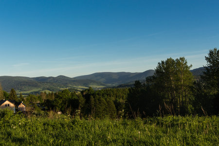 Summer landscape of young green forest with bright blue skyの写真素材