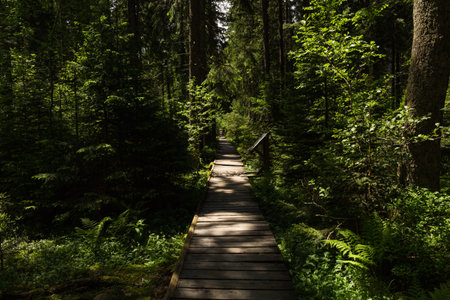 Narrow path lit by soft spring sunlight.
