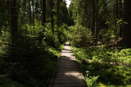 Narrow path lit by soft spring sunlight.