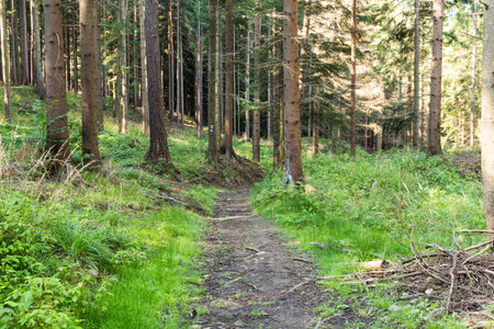 Spring forest natural landscape with forest trees