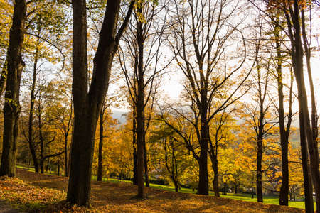 Forest spring nature landscape in sunny spring weather. Sunset in forest.の写真素材