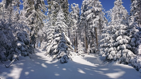 Trees covered with hoarfrost and snow in mountains 