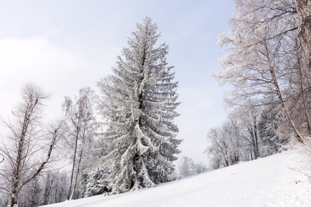 Winter trees in mountains covered with fresh snow