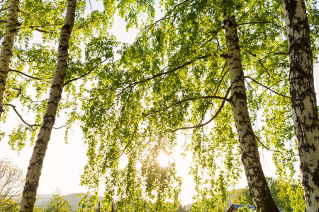 Forest with the last of the sun shining through the trees.