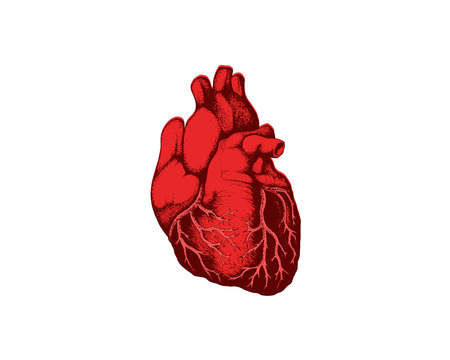 Realistic Detailed Human Anatomy Heart Closeup View Cardiovascular Organ a Body Medical Health Care Concept Symbol. Vector illustrationのイラスト素材