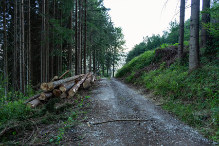 Cycling in Nature Forest on a rainy day. Road in Forest nature. Green forest road. Nature. Road....