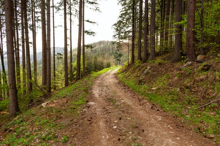 Road in a beautiful forest in the morningの写真素材