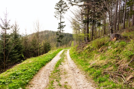 Road in a beautiful forest in the morningの写真素材
