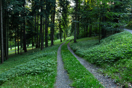 Composite landscape. fence near road going down the hill through meadow and forest to the high...